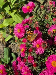 A beautiful butterfly sits on an autumn chrysanthemum flower.