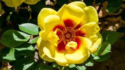  Rosa persica es una especie anómala de rosa que fue  emplazada durante algún tiempo en el género Hulthemia © Primi