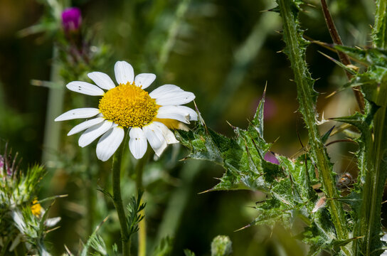 Anacyclus clavatus, margarita, es una planta anual de flor con p&eacute;talos blancos y estambres amarillos