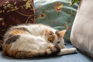 a three-colored cat sleeps curled up on the couch
