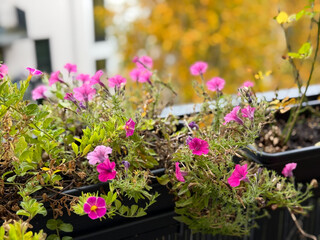 Flower pot with dried pink Calibrachoa bell flowers flowers in balcony garden close up in autumn winter time	
