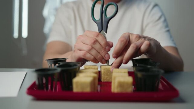 Cropped shot of home gardener using scissors to prepare rockwool cubes and place seeds for germinating hydroponic plants, engaging in home gardening hobby. Concept of healthy sustainable cultivation