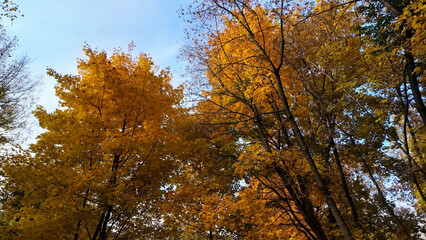 Sunlit autumn leaves sway gently, painting the forest in shades of gold and yellow. Gentle wind...