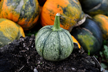 Multi-colored pumpkins arranged outdoors