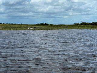 Brazil, Barreirinhas- 2023, May: cows  in  lençóis maranhenses