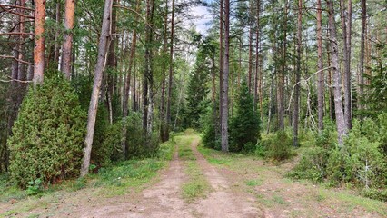 The dirt road runs under the canopy of a mixed forest. Juniper, pine, spruce and birch trees grow here. Grass and moss grow on the ground. Tire tracks are visible. Sunny summer weather and blue sky