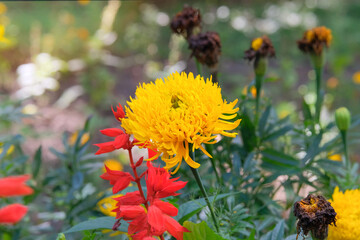 Marigold is growing in garden in sunny day. Yellow flower in flowerbed. Cottage garden. Floral decoration in countryside.