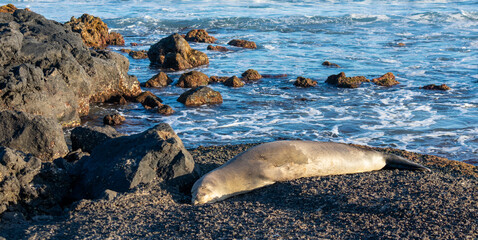 Hawaiian Monk Seal Napping on a Rock at Sandy Beach, Oahu, Hawaii