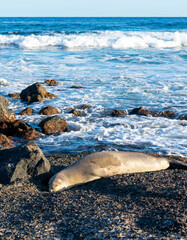 Hawaiian Monk Seal Napping on a Rock at Sandy Beach, Oahu, Hawaii