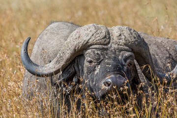 Cape Buffalo Close Up