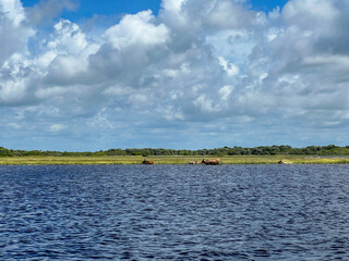 Brazil, Barreirinhas- 2023, May: cows  in  lençóis maranhenses