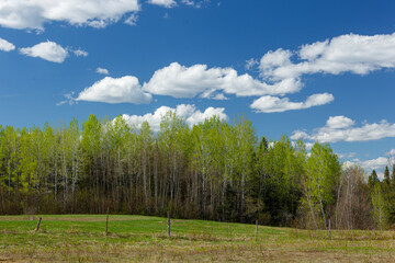 Obraz premium Meadows along a forest in the summer