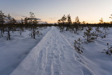 A snow-covered boardwalk with footprints leads through Estonia's famous Viru Bog (Viru raba) at serene winter sunset.