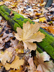 Yellow maple leaf close up on fallen log, covered with fresh green moss carpet. Autumn forest background, colorful foliage, inspirational nature photography. Forest in October, leaf veins, ecosystem 