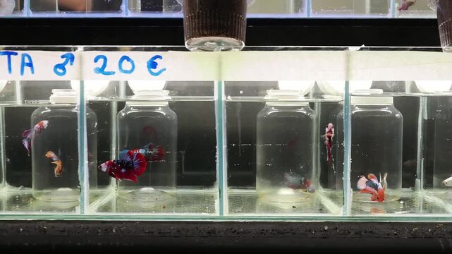 Poissons combattants (Betta splendens) isol&eacute;s dans de petits bocaux &ndash; photographie documentaire sur l&rsquo;aquariophilie et le bien-&ecirc;tre animal