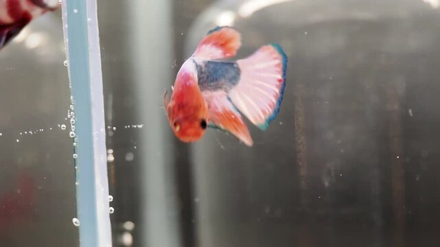 Poisson combattant (Betta splendens) isol&eacute; dans un petit aquarium &ndash; documentaire de sensibilisation