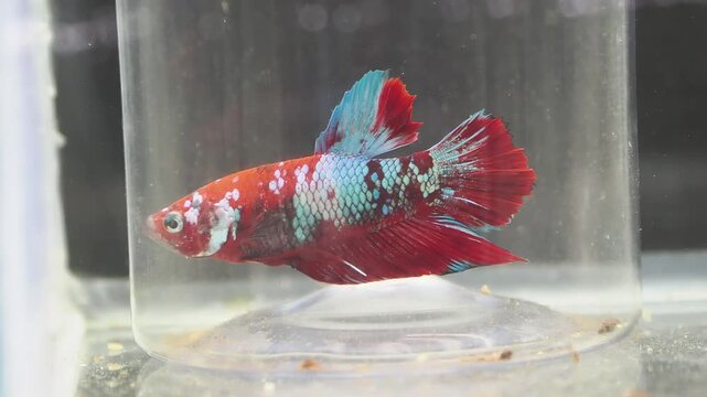 Poisson combattant (Betta splendens) isol&eacute; dans un petit aquarium &ndash; documentaire de sensibilisation