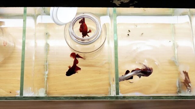 Poissons combattants (Betta splendens) s&eacute;par&eacute;s dans de petits compartiments &ndash; photographie documentaire sur le bien-&ecirc;tre animal