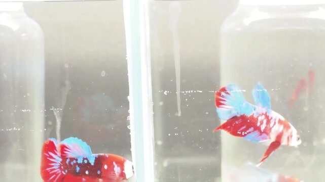 Poisson combattant (Betta splendens) isol&eacute; dans un petit aquarium &ndash; documentaire de sensibilisation