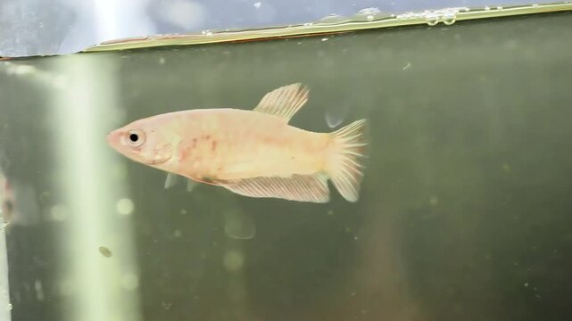 Femelles de poisson combattant (Betta splendens) dans un aquarium &ndash; photographie documentaire de sensibilisation