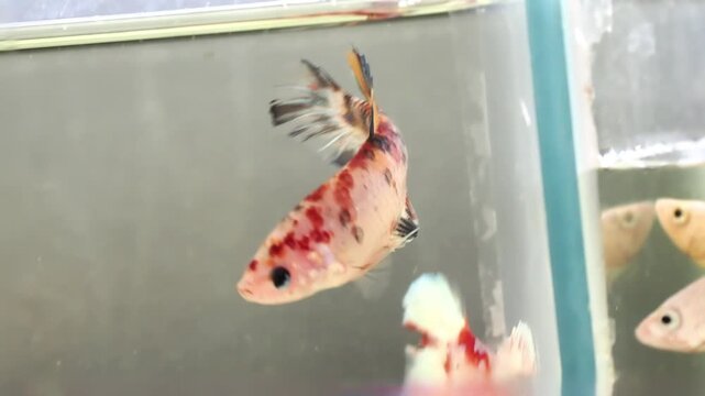 Poisson combattant (Betta splendens) isol&eacute; dans un petit aquarium &ndash; documentaire de sensibilisation