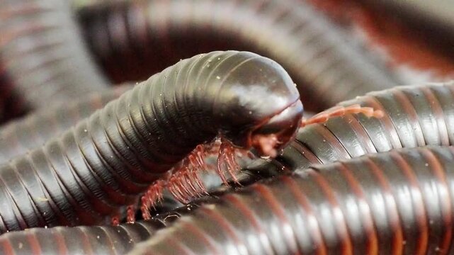 Mille-pattes g&eacute;ant africain (Archispirostreptus gigas) &ndash; D&eacute;tail des anneaux et pattes en mouvement