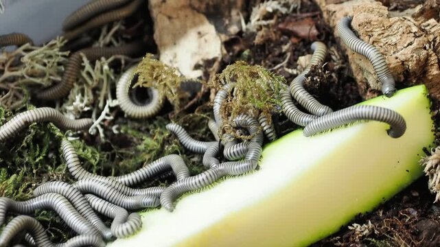Iules Ommatoiulus rutilans se nourrissant sur une courgette &ndash; Diplopodes europ&eacute;ens en macro naturaliste