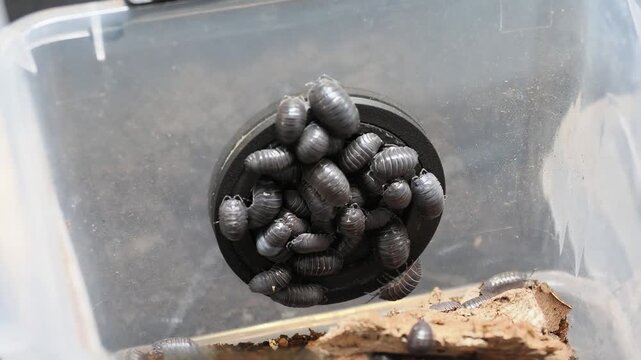 Cloportes Armadillidium depressum &laquo; Blad Italia &raquo; &ndash; Groupe dans un terrarium avec &eacute;corces et substrat forestier