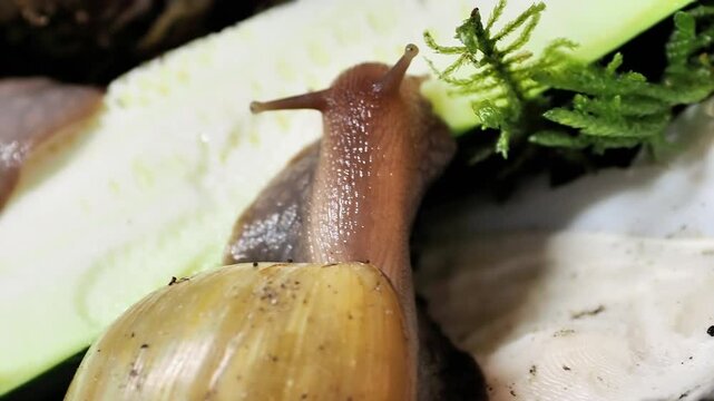 Escargot g&eacute;ant africain (Lissachatina fulica) mangeant une tranche de courgette &ndash; macro naturaliste