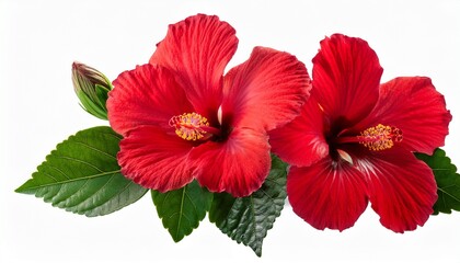 Red Hibiscus Flowers And Buds Isolated