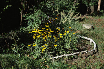 Fototapeta premium Yellow Rudbeckia Flowers and Foxtail Grass in a Sunny Garden with a Rustic Log Border