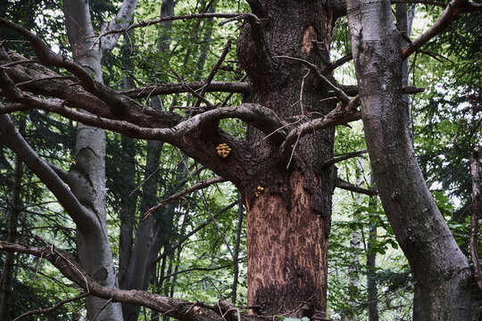 Old tree trunk with peeling bark and mushrooms in a dense forest, close-up. Natural texture and wildlife in a wild woodland.