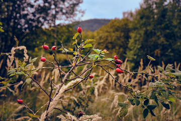 Wild rose hips on a branch in a natural setting. Autumnal mood with blurred background.