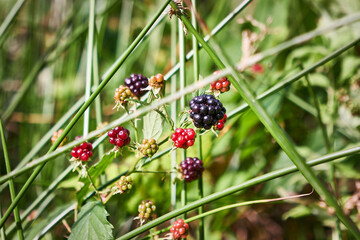 Wild blackberries on a bush. Ripe and unripe berries in a natural environment.