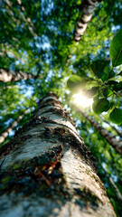 An eye-level shot of a tree bark with leaves in the background, with the sun shining through the leaves, casting rays of light.