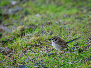 Plain Fairy Wren On Rocky Ground
