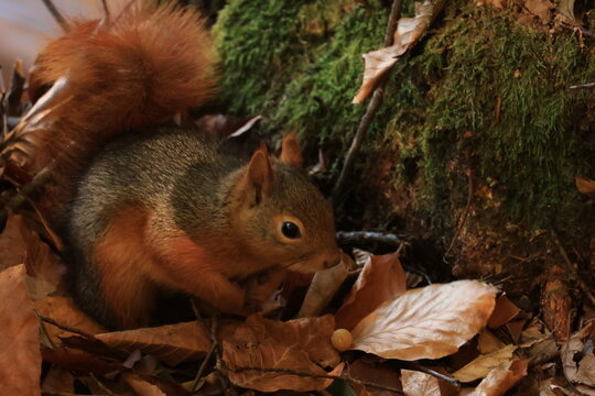 squirrel and bird in the forest
