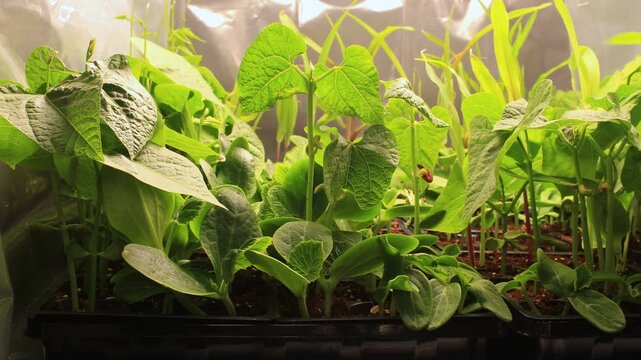 Super time lapse and close up of variety of plants like pumpkins, squash, watermelon, corn, beans and other growing in seed starter trays placed in light tent under artificial grow light
