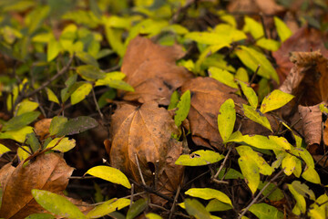Golden autumn leaves blanket the ground in a sun-drenched park, creating a warm, inviting scene of seasonal beauty and tranquility.