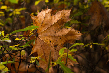 Golden autumn leaves blanket the ground in a sun-drenched park, creating a warm, inviting scene of seasonal beauty and tranquility.