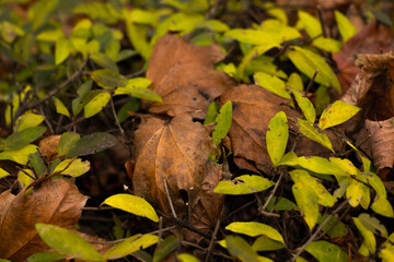 Golden autumn leaves blanket the ground in a sun-drenched park, creating a warm, inviting scene of seasonal beauty and tranquility.
