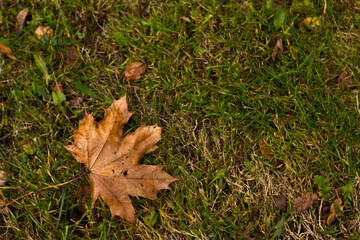 Golden autumn leaves blanket the ground in a sun-drenched park, creating a warm, inviting scene of seasonal beauty and tranquility.