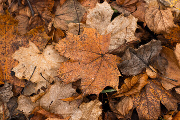 Golden autumn leaves blanket the ground in a sun-drenched park, creating a warm, inviting scene of seasonal beauty and tranquility.