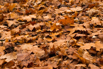 Golden autumn leaves blanket the ground in a sun-drenched park, creating a warm, inviting scene of seasonal beauty and tranquility.