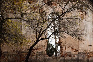 Close-up of ripe black berries on the branches of the Ligustrum vulgare shrub. Selective focus. Wild privet, common privet or European privet. Many black berries in the leafage of Ligustrum vulgare.