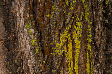 Rough tree bark with deep cracks and natural textures.