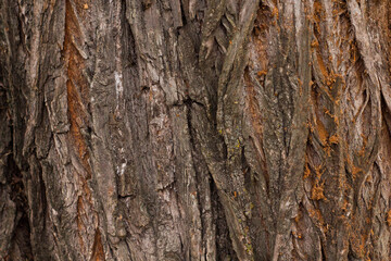 Rough tree bark with deep cracks and natural textures.