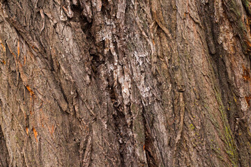 Rough tree bark with deep cracks and natural textures.