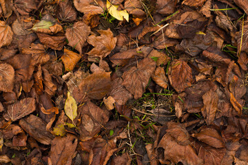 Golden autumn leaves blanket the ground in a sun-drenched park, creating a warm, inviting scene of seasonal beauty and tranquility.