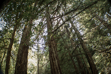 Redwood Forest in Mendocino County, California